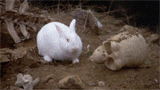 Datei:Monty rabbit.gif