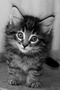 Datei:Wiki-upload-test-kitten.jpg