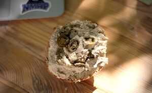 Weizenbrötchen mit Mungobohnenhummus und Jalapeños